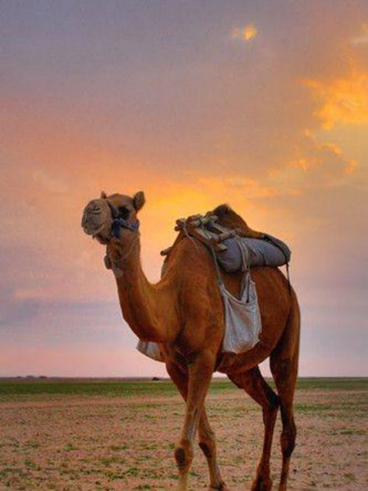 Camel | Diamond Painting