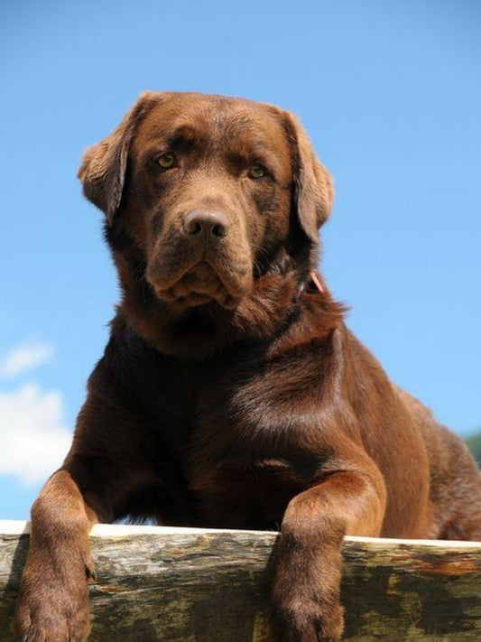 Chocolate Labrador Dog | Diamond Painting
