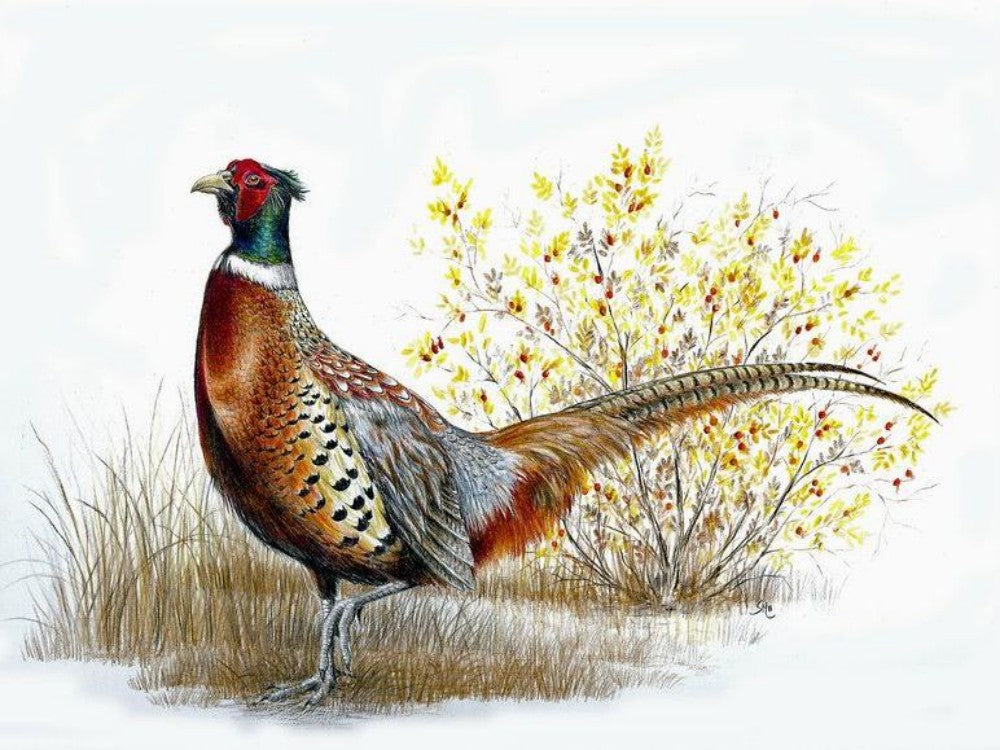 Pheasant | Diamond Painting