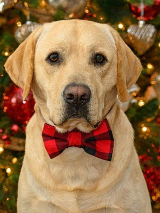 Yellow Labrador Dog | Diamond Painting