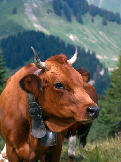 Cow | Diamond Painting