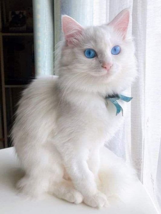 White Cat | Diamond Painting