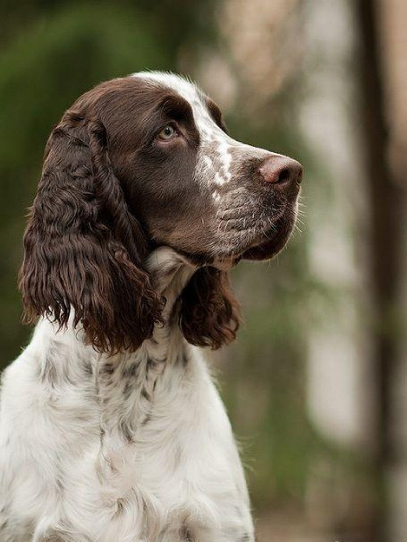 English Springer Spaniel Dog | Diamond Painting