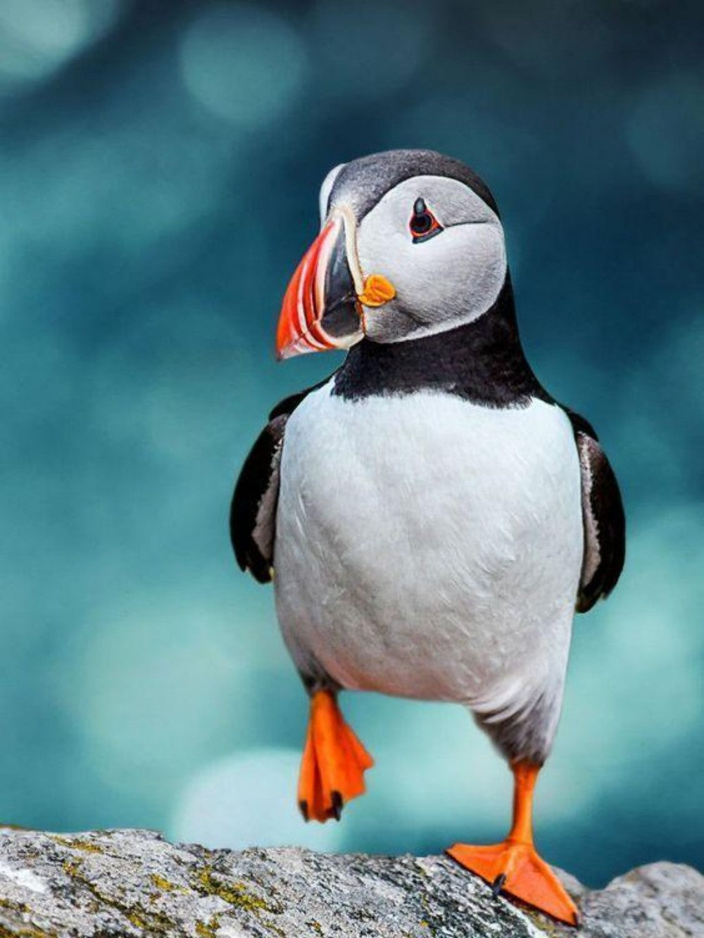 Puffin | Diamond Painting