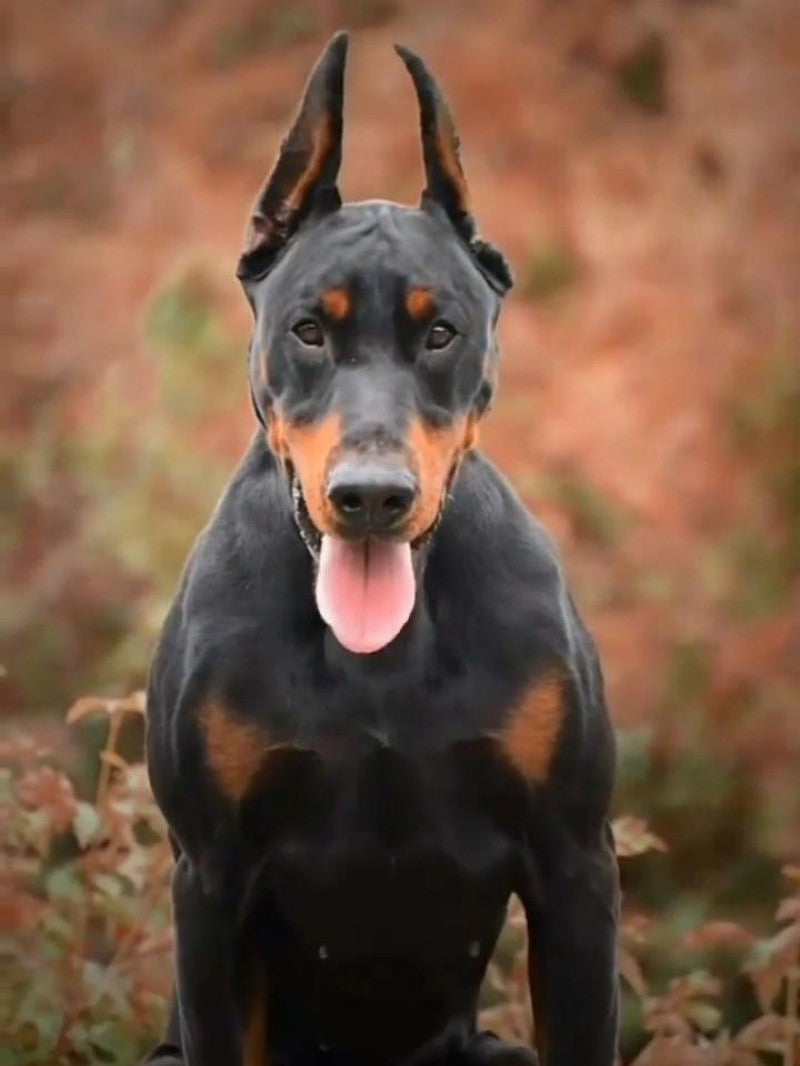 Dog Doberman | Diamond Painting