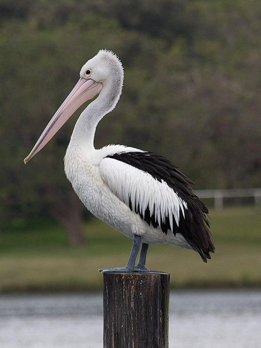 Pelican | Diamond Painting