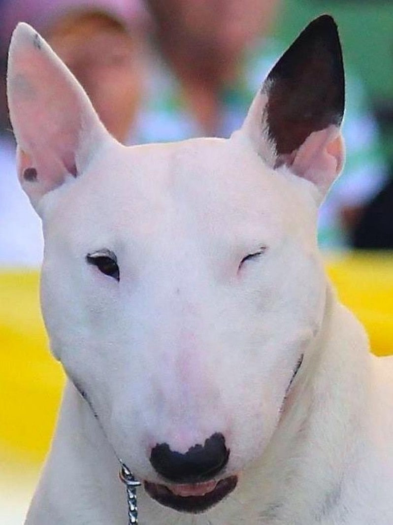 English Bull Terrier Dog | Diamond Painting