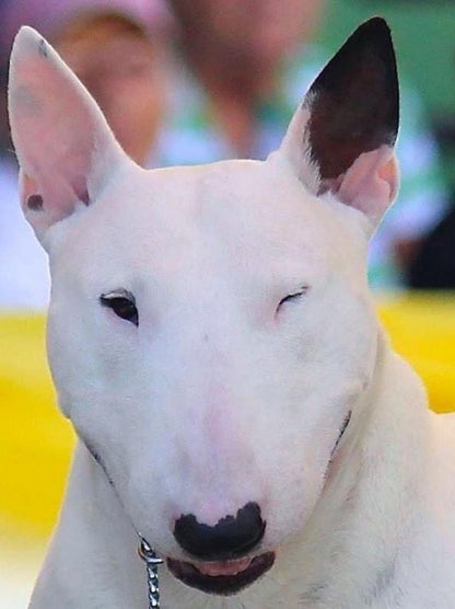 English Bull Terrier Dog | Diamond Painting