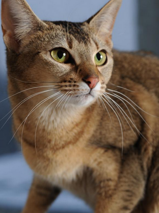 Abyssinian Cat | Diamond Painting