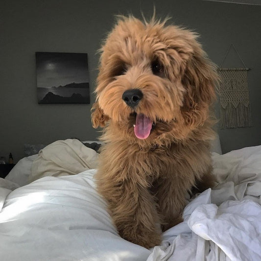 Goldendoodle Dog | Diamond Painting