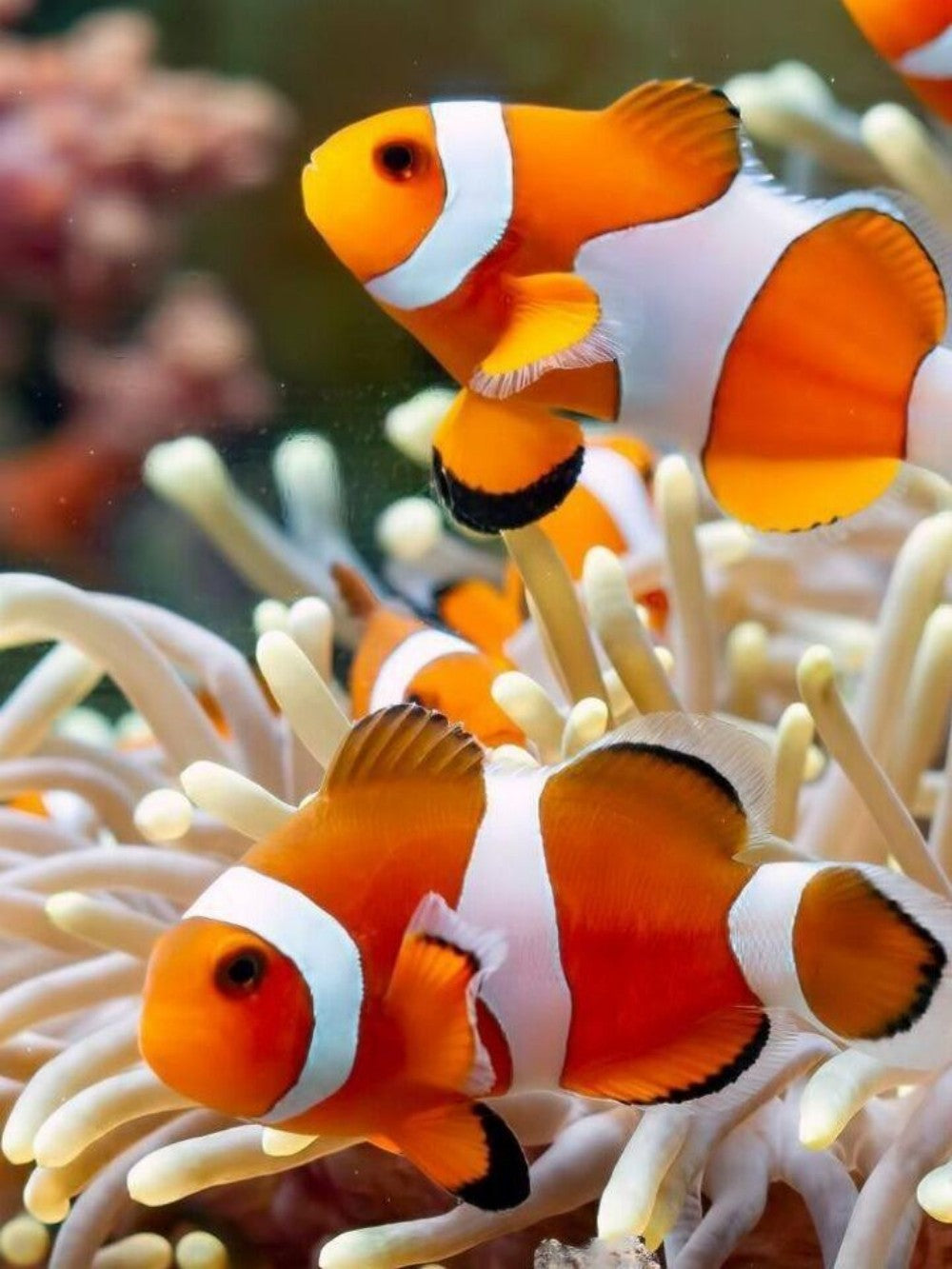 Clown Fish | Diamond Painting