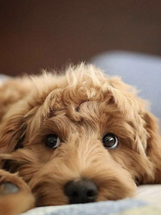 Labradoodle Dog | Diamond Painting