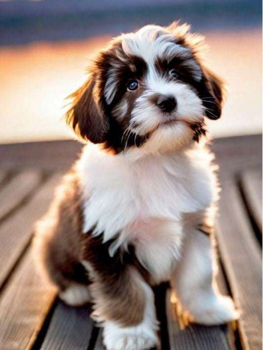 Havanese Dog | Diamond Painting
