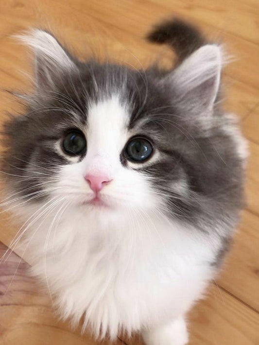 Ragdoll Cat | Diamond Painting