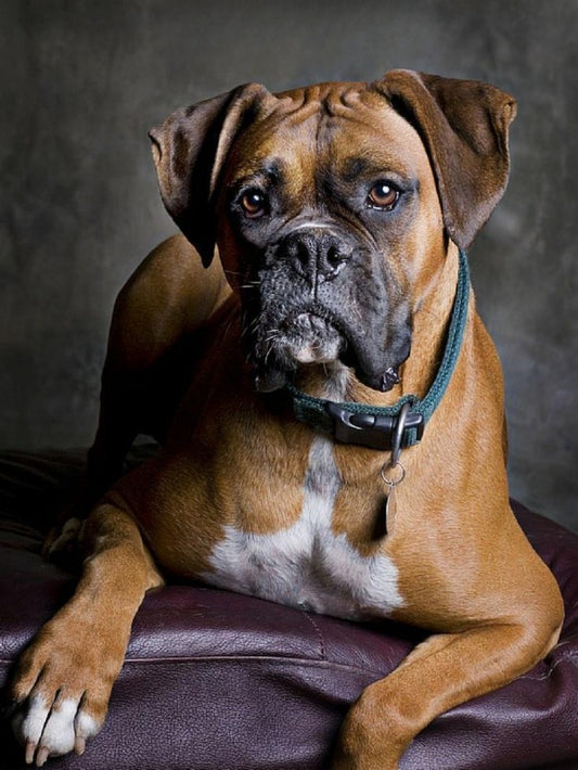 Boxer Dog | Diamond Painting