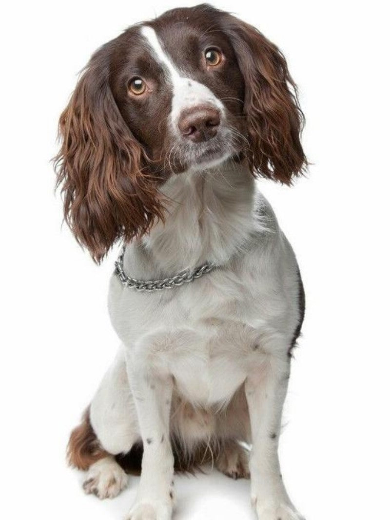 English Springer Spaniel Dog | Diamond Painting