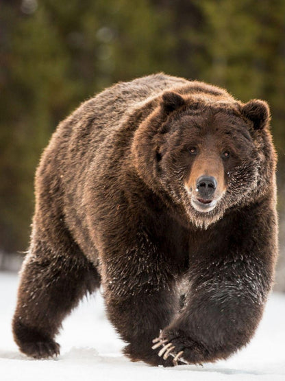 Brown Bear | Diamond Painting