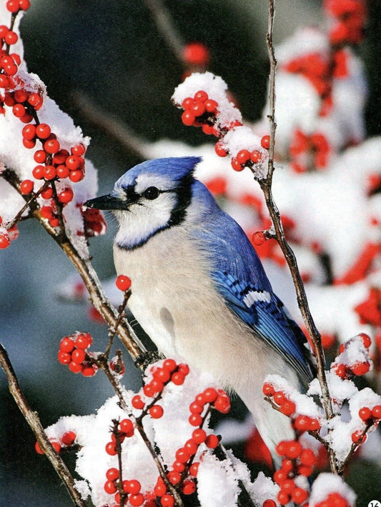 Blue Jay | Diamond Painting