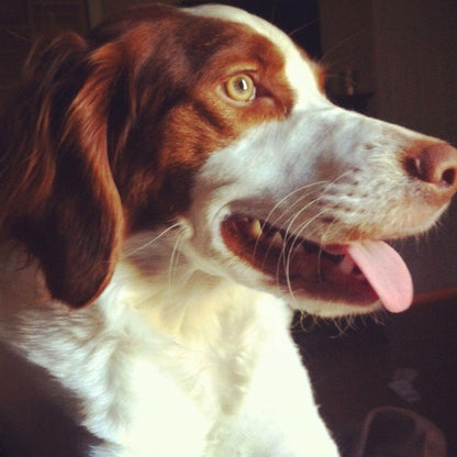 Brittany Spaniel Dog | Diamond Painting