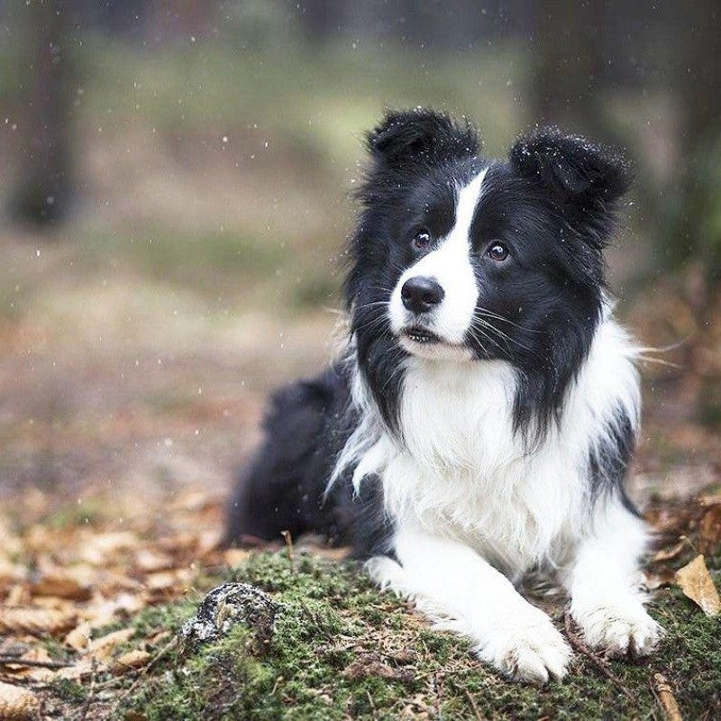 Dog Border Collie | Diamond Painting