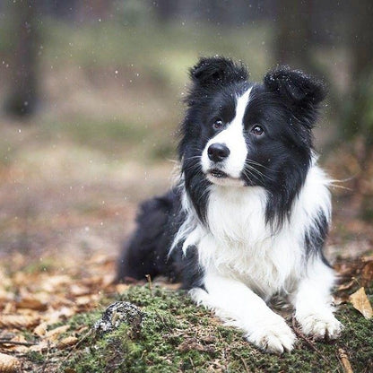 Dog Border Collie | Diamond Painting