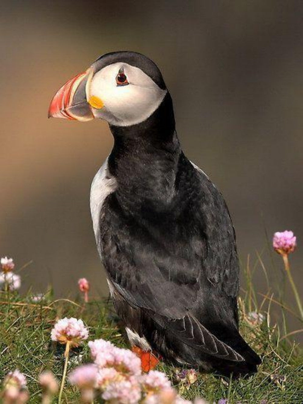 Puffin | Diamond Painting