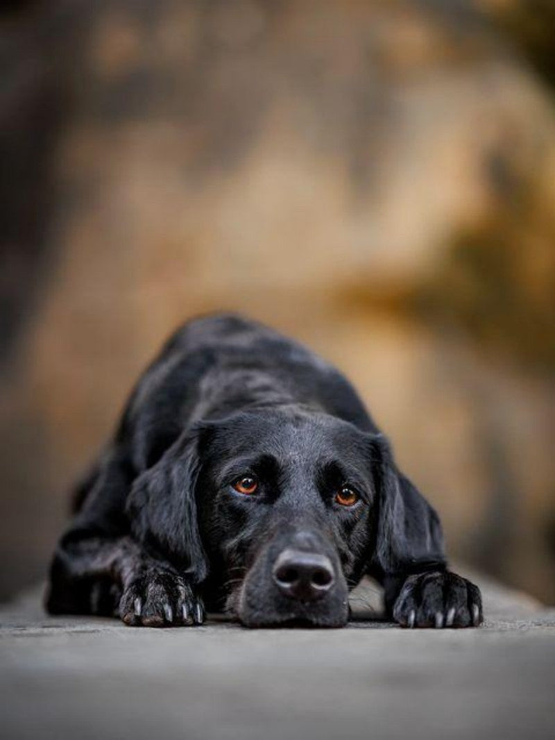 Black Labrador Dog | Diamond Painting