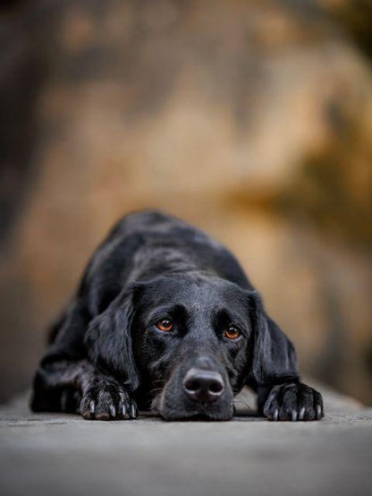 Black Labrador Dog | Diamond Painting