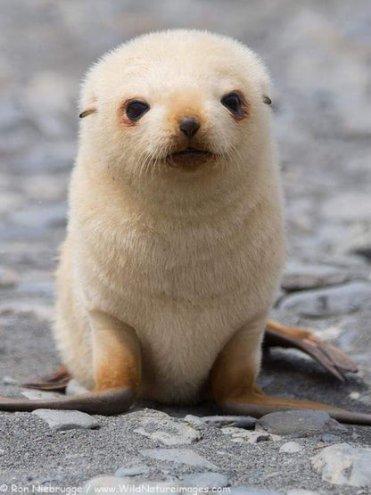 Seal | Diamond Painting