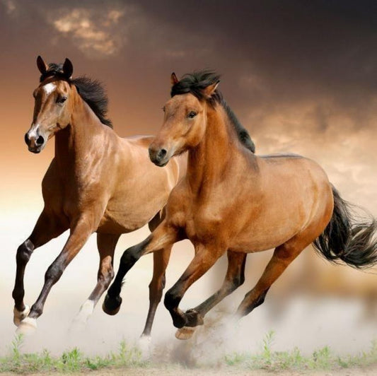 Horse | Diamond Painting
