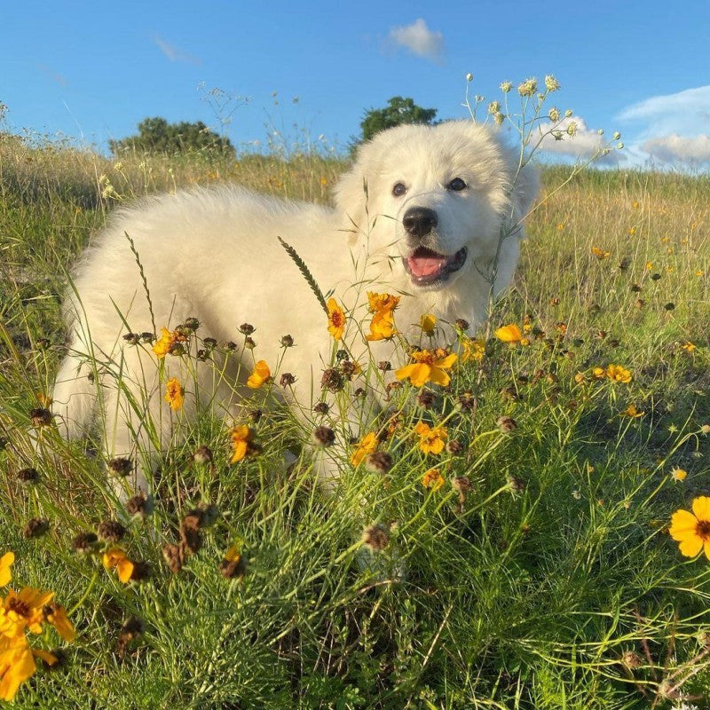 Great Pyrenees Dog | Diamond Painting