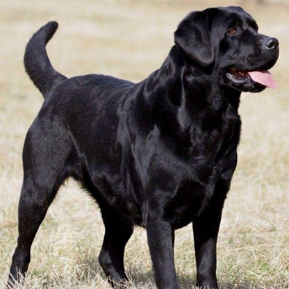 Black Labrador Dog | Diamond Painting