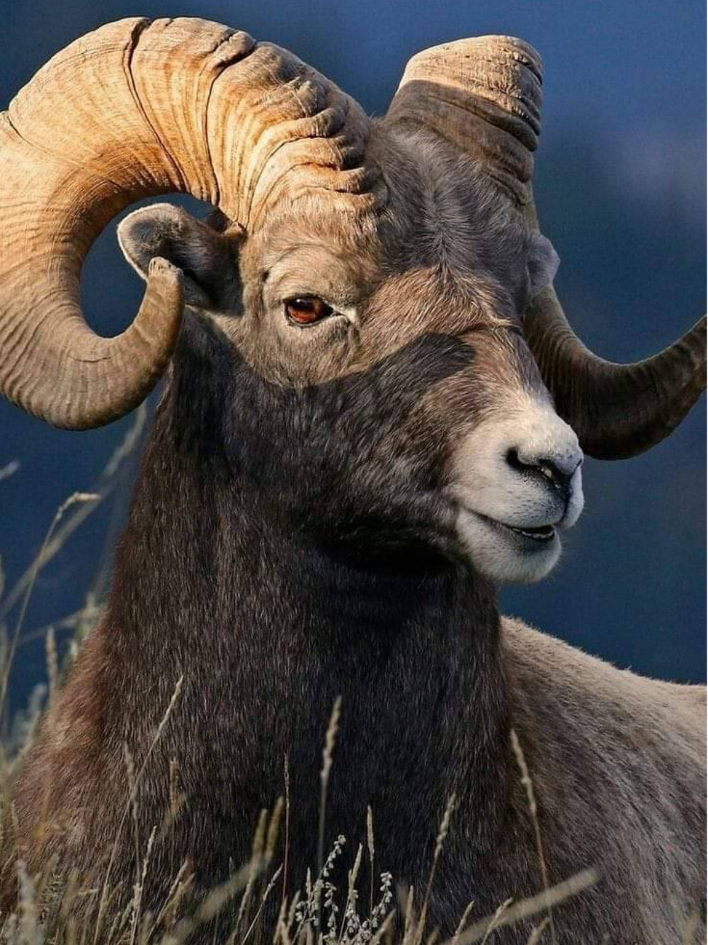Goat | Diamond Painting