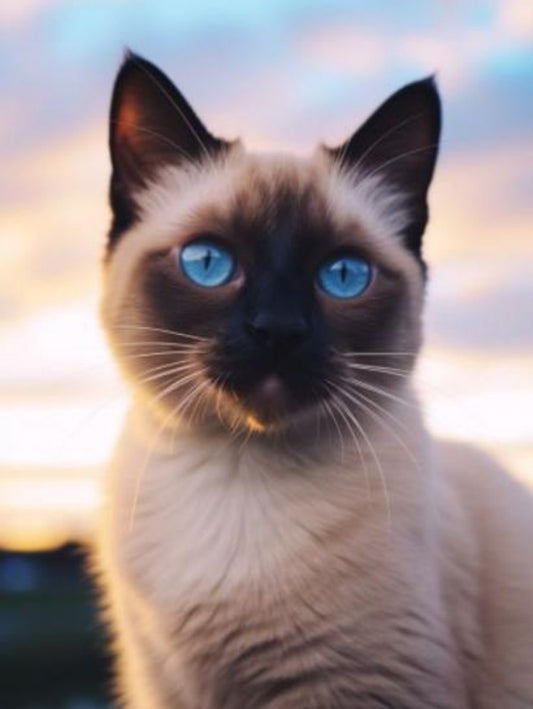 Siamese Cat | Diamond Painting