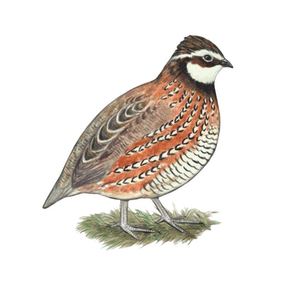 Quail | Diamond Painting