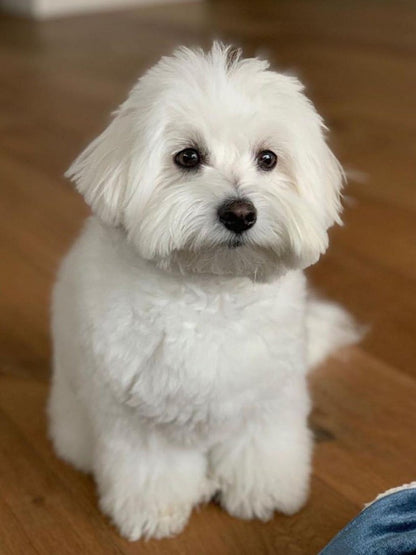 Dog Bichon Frise | Diamond Painting