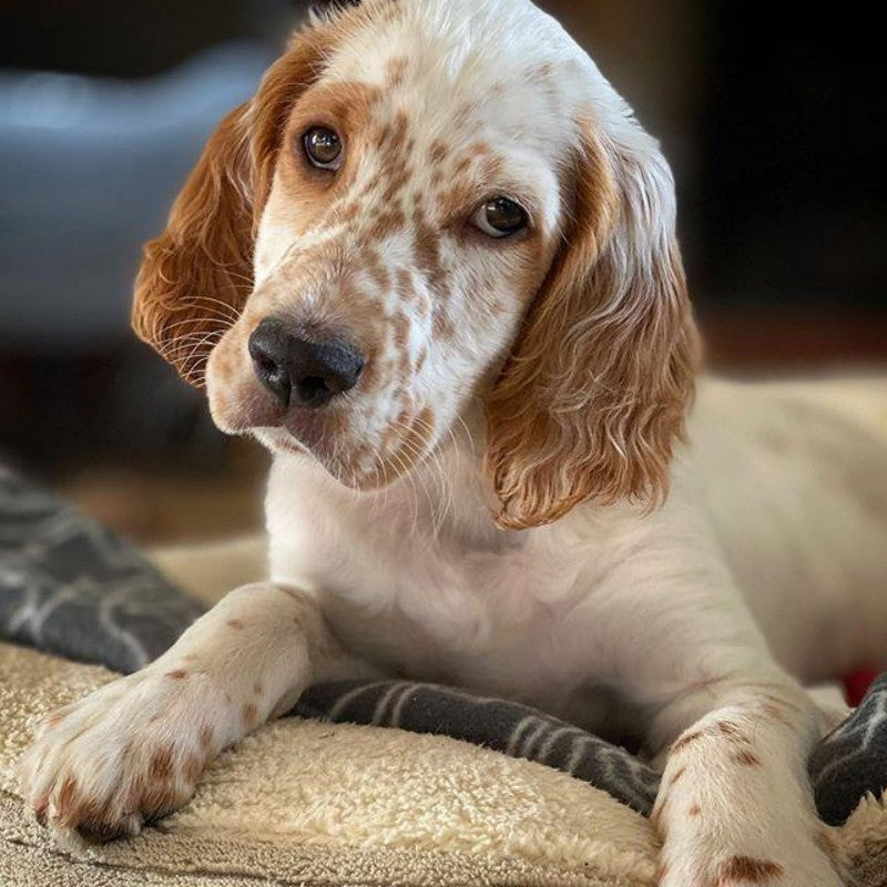 English Springer Spaniel Dog | Diamond Painting