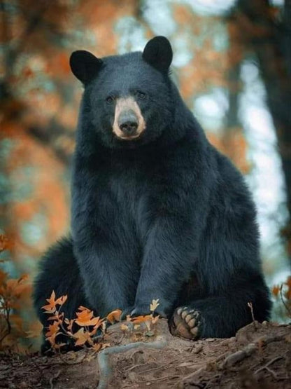Black Bear | Diamond Painting