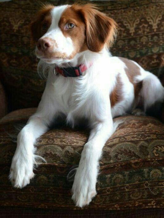 Brittany Spaniel Dog | Diamond Painting