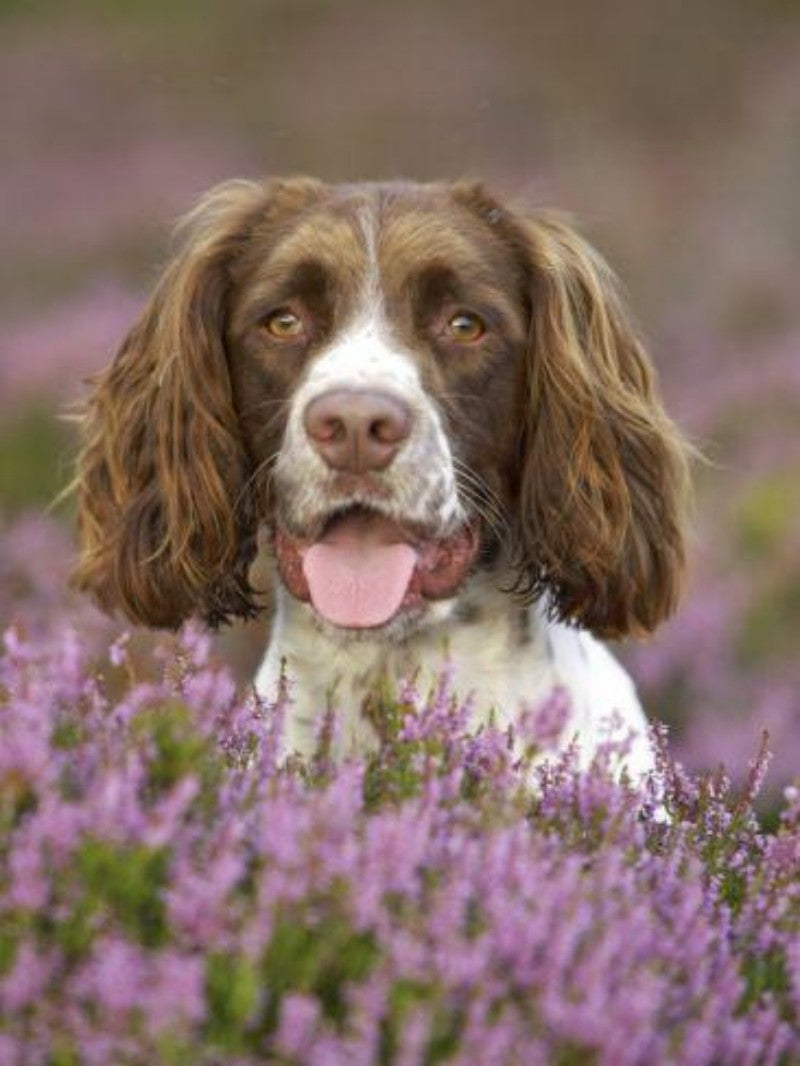 English Springer Spaniel Dog | Diamond Painting