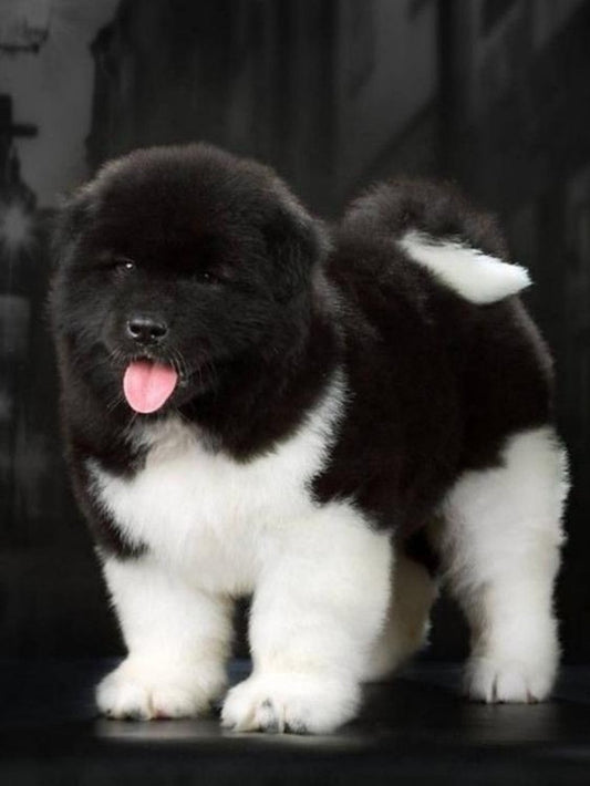 Newfoundland Dog | Diamond Painting