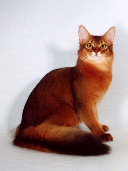 Abyssinian Cat | Diamond Painting