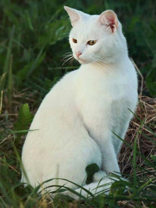 White Cat | Diamond Painting