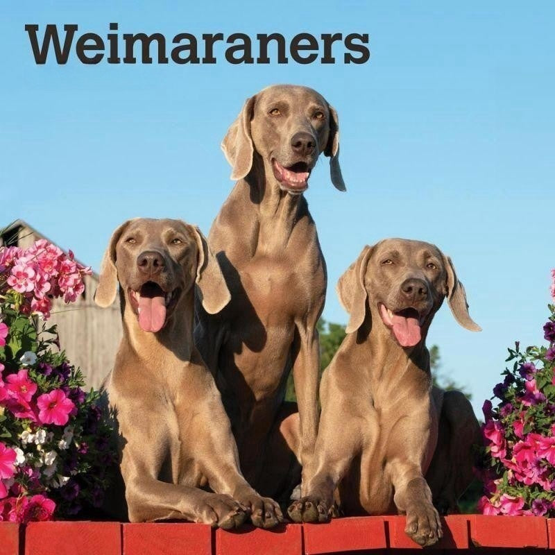 Weimaraner Dog | Diamond Painting