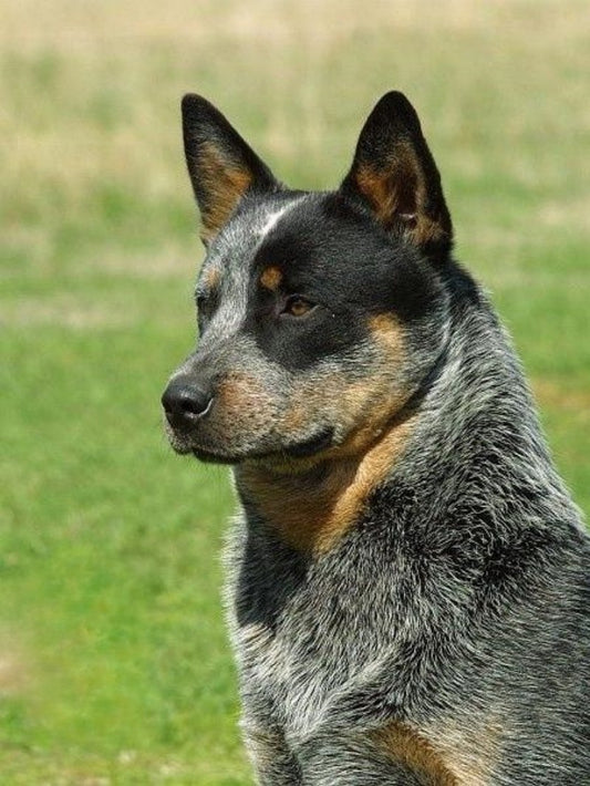 Cattle Dog (Blue Heeler) | Diamond Painting