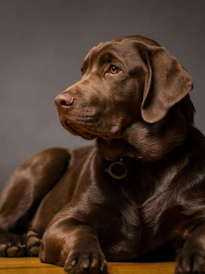 Chocolate Labrador Dog | Diamond Painting