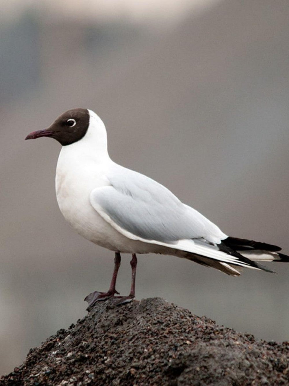 Gull | Diamond Painting