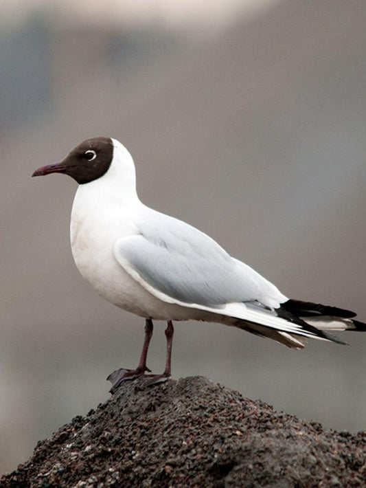 Gull | Diamond Painting
