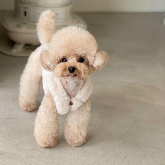 Poodle Dog | Diamond Painting
