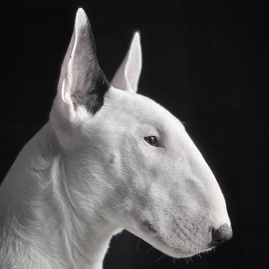 English Bull Terrier Dog | Diamond Painting